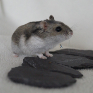 Piège à rats sans cruauté Piège à rongeurs à tamia qui fonctionnent pour  les hamsters de souris petits animaux à l'intérieur et à l'extérieur Capture  et libération en cage vivante